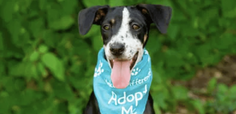 Screenshot 2025-12-15 at 12.38.54 Adopt a Dog With Midlands Dog Rescue